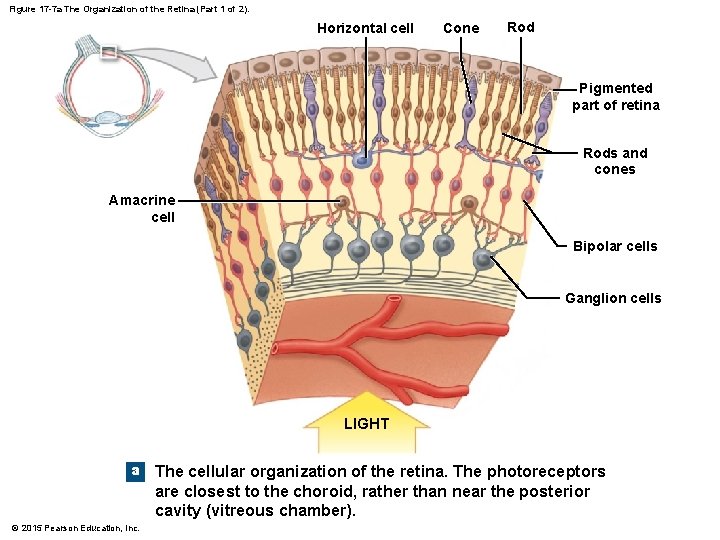 Figure 17 -7 a The Organization of the Retina (Part 1 of 2). Horizontal Figure 17 -7 a The Organization of the Retina (Part 1 of 2). Horizontal