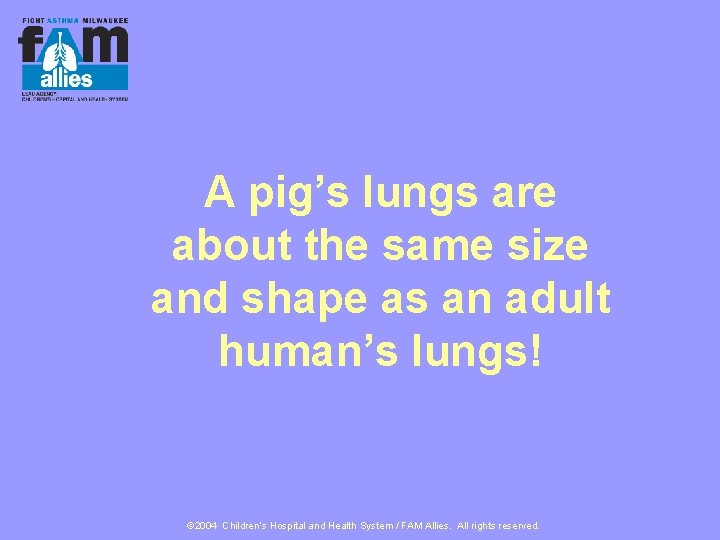 A pig’s lungs are about the same size and shape as an adult human’s