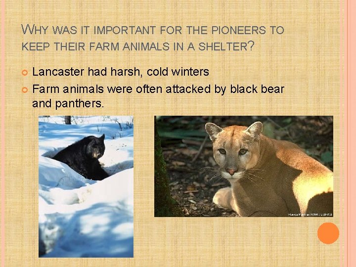 WHY WAS IT IMPORTANT FOR THE PIONEERS TO KEEP THEIR FARM ANIMALS IN A