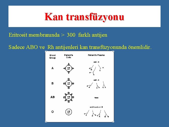 Kan transfüzyonu Eritrosit membranında > 300 farklı antijen Sadece ABO ve Rh antijenleri kan