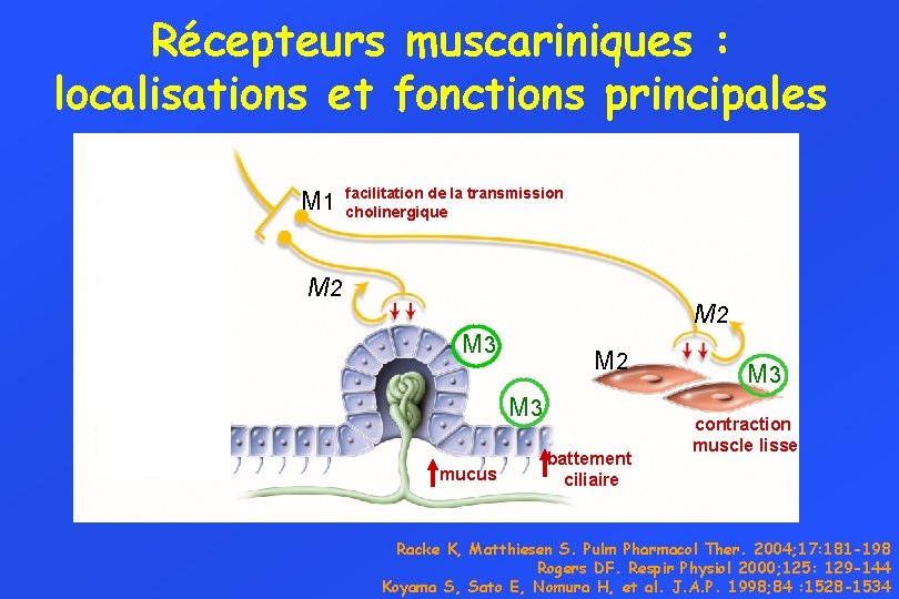 Récepteurs muscariniques : localisations et fonctions principales M 1 facilitation de la transmission cholinergique