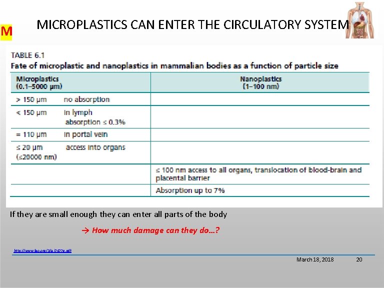 M MICROPLASTICS CAN ENTER THE CIRCULATORY SYSTEM If they are small enough they can