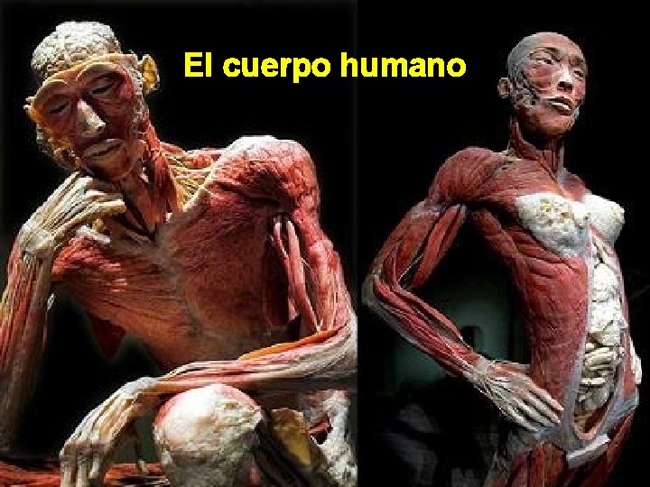 El cuerpo humano El cuerpo humano