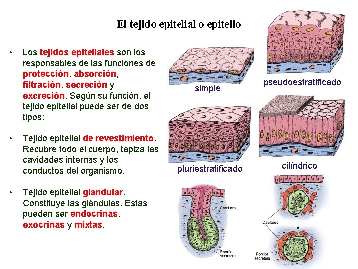 01 El tejido epitelial o epitelio • • • Los tejidos epiteliales son los 01 El tejido epitelial o epitelio • • • Los tejidos epiteliales son los