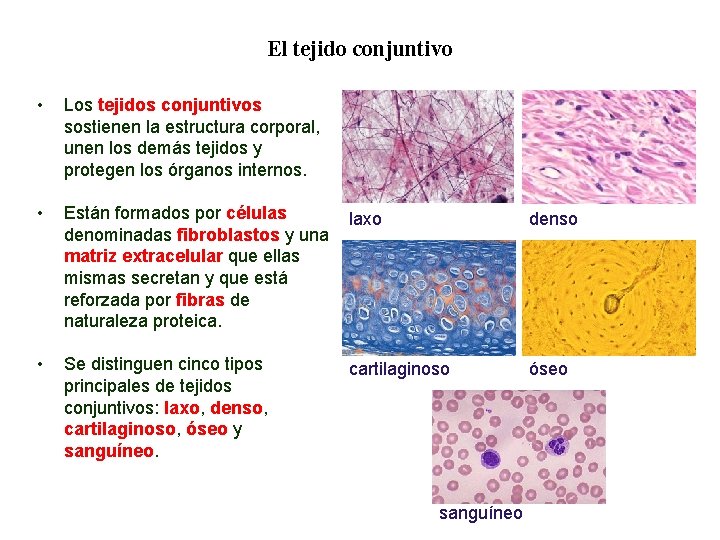 01 El tejido conjuntivo • Los tejidos conjuntivos sostienen la estructura corporal, unen los 01 El tejido conjuntivo • Los tejidos conjuntivos sostienen la estructura corporal, unen los