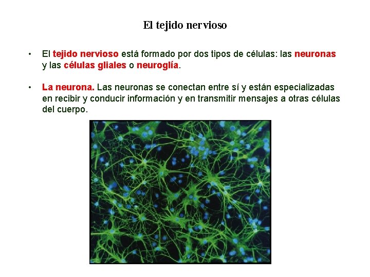 01 El tejido nervioso • El tejido nervioso está formado por dos tipos de 01 El tejido nervioso • El tejido nervioso está formado por dos tipos de