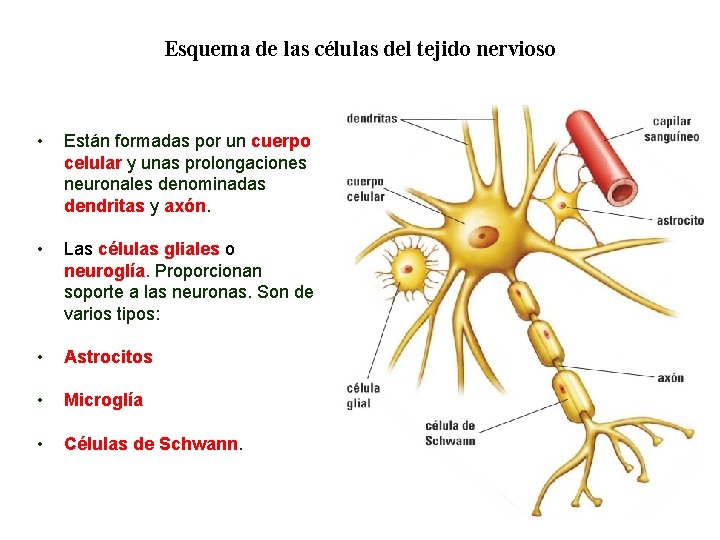 01 Esquema de las células del tejido nervioso • Están formadas por un cuerpo 01 Esquema de las células del tejido nervioso • Están formadas por un cuerpo