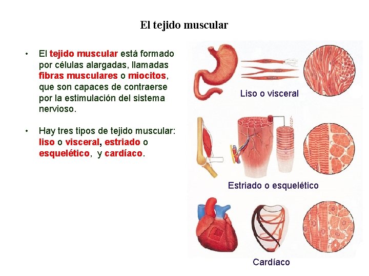 01 El tejido muscular • • El tejido muscular está formado por células alargadas, 01 El tejido muscular • • El tejido muscular está formado por células alargadas,