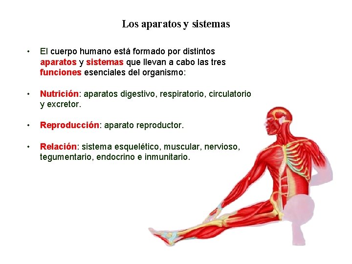 01 Los aparatos y sistemas • El cuerpo humano está formado por distintos aparatos 01 Los aparatos y sistemas • El cuerpo humano está formado por distintos aparatos