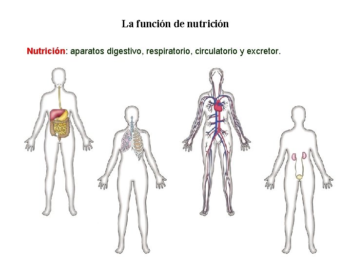 01 La función de nutrición Nutrición: aparatos digestivo, respiratorio, circulatorio y excretor. 01 La función de nutrición Nutrición: aparatos digestivo, respiratorio, circulatorio y excretor.
