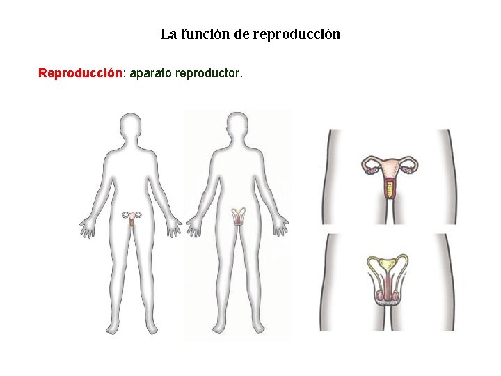 01 La función de reproducción Reproducción: aparato reproductor. 01 La función de reproducción Reproducción: aparato reproductor.