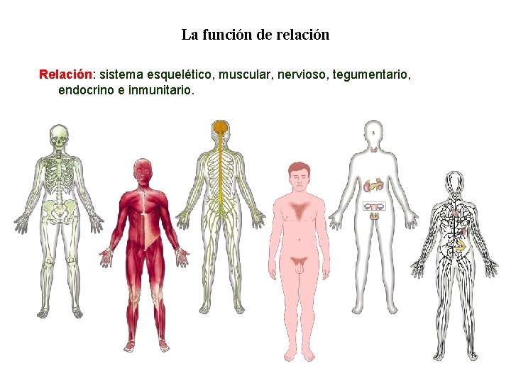 01 La función de relación Relación: sistema esquelético, muscular, nervioso, tegumentario, endocrino e inmunitario. 01 La función de relación Relación: sistema esquelético, muscular, nervioso, tegumentario, endocrino e inmunitario.