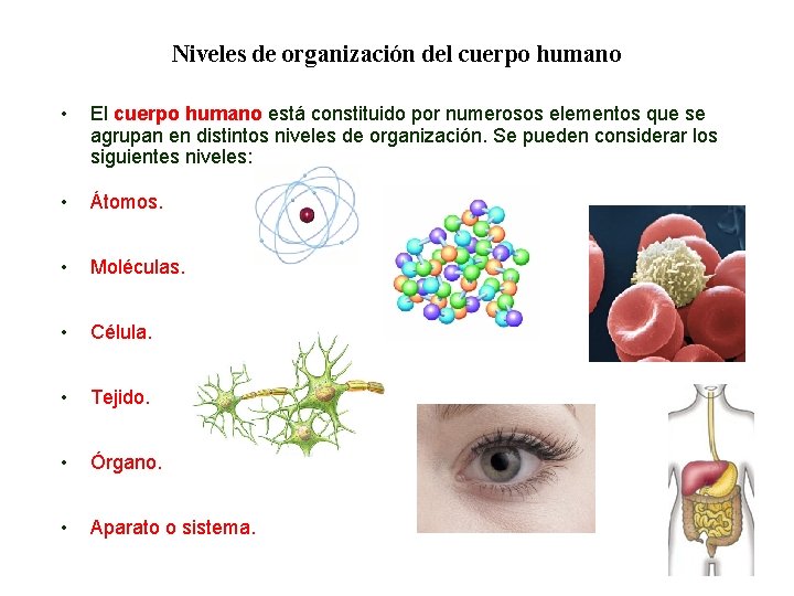 Niveles de organización del cuerpo humano • El cuerpo humano está constituido por numerosos Niveles de organización del cuerpo humano • El cuerpo humano está constituido por numerosos
