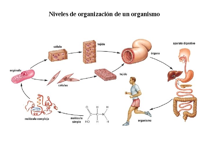 01 Niveles de organización de un organismo 01 Niveles de organización de un organismo