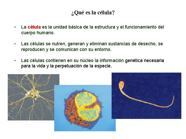 01 ¿Qué es la célula? • La célula es la unidad básica de la 01 ¿Qué es la célula? • La célula es la unidad básica de la
