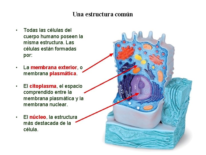01 Una estructura común • Todas las células del cuerpo humano poseen la misma 01 Una estructura común • Todas las células del cuerpo humano poseen la misma