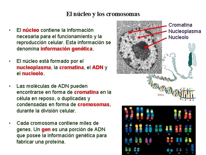 01 El núcleo y los cromosomas • El núcleo contiene la información necesaria para 01 El núcleo y los cromosomas • El núcleo contiene la información necesaria para