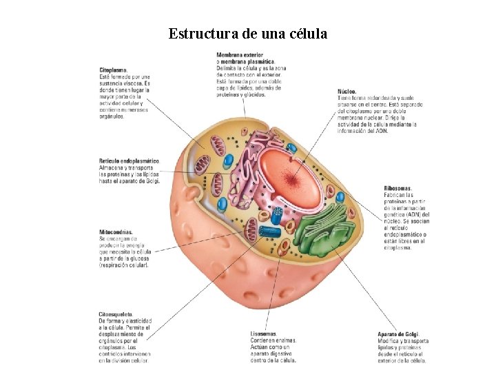 01 Estructura de una célula 01 Estructura de una célula