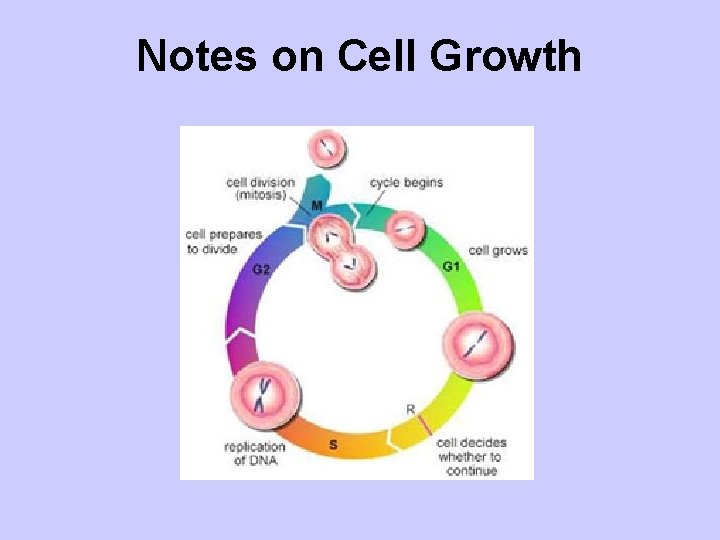 Notes on Cell Growth The larger a cell