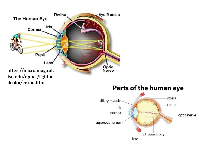 https: //micro. magnet. fsu. edu/optics/lightan dcolor/vision. html 