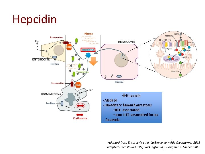 Hepcidin -Alcohol -Hereditary hemochromatosis ▪HFE-associated ▪ non-HFE-associated forms - Anaemia Adapted from B. Lorcerie