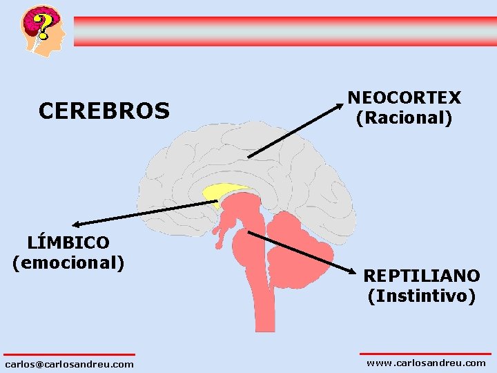 CEREBROS LÍMBICO (emocional) carlos@carlosandreu. com NEOCORTEX (Racional) REPTILIANO (Instintivo) www. carlosandreu. com 