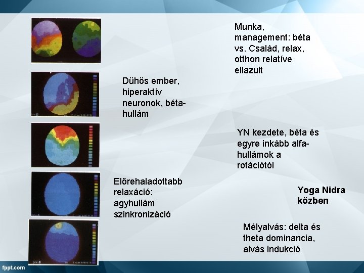 Munka, management: béta vs. Család, relax, otthon relatíve ellazult Dühös ember, hiperaktív neuronok, bétahullám