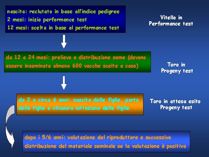 nascita: reclutato in base all’indice pedigree 2 mesi: inizio performance test 12 mesi: scelta