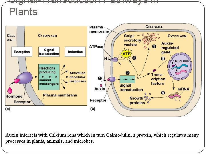 Signal-Transduction Pathways in Plants Auxin interacts with Calcium ions which in turn Calmodulin, a