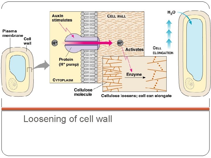 Loosening of cell wall 