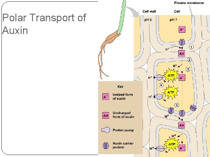 Polar Transport of Auxin 