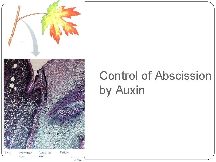 Control of Abscission by Auxin 