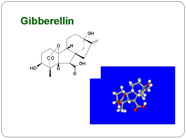 Gibberellin 