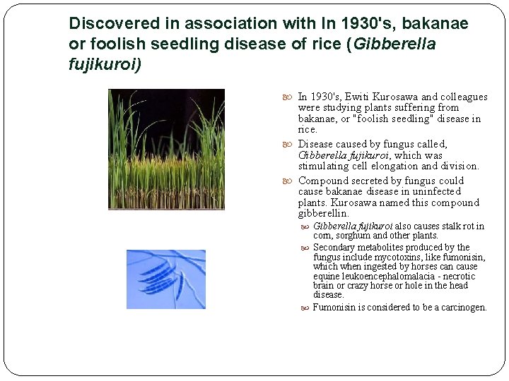 Discovered in association with In 1930's, bakanae or foolish seedling disease of rice (Gibberella