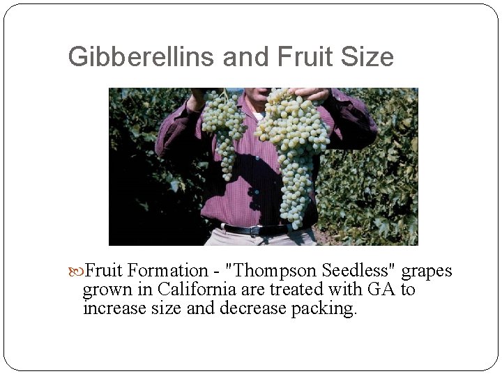 Gibberellins and Fruit Size Fruit Formation - "Thompson Seedless" grapes grown in California are