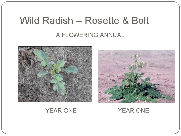 Wild Radish – Rosette & Bolt A FLOWERING ANNUAL YEAR ONE 
