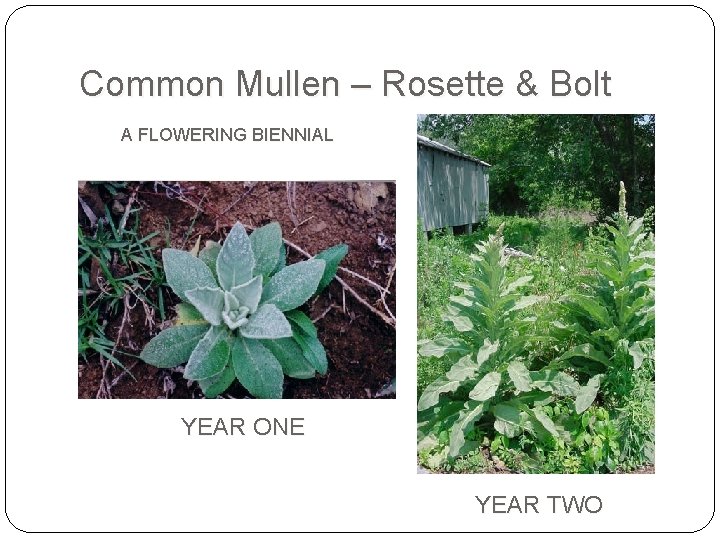 Common Mullen – Rosette & Bolt A FLOWERING BIENNIAL YEAR ONE YEAR TWO 