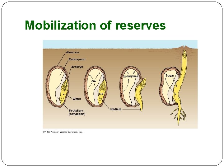 Mobilization of reserves 