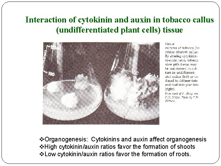 Interaction of cytokinin and auxin in tobacco callus (undifferentiated plant cells) tissue v. Organogenesis: