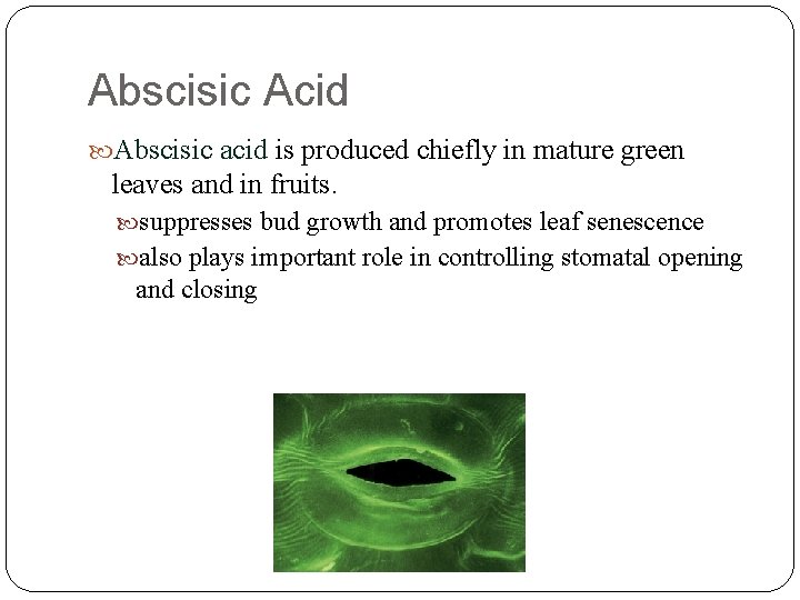 Abscisic Acid Abscisic acid is produced chiefly in mature green leaves and in fruits.