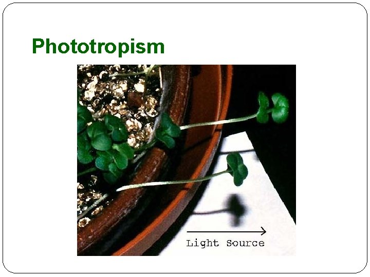 Phototropism 