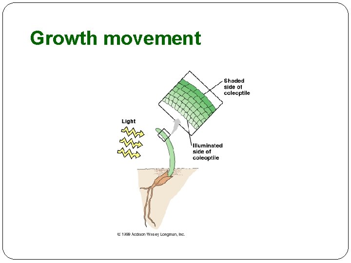 Growth movement 