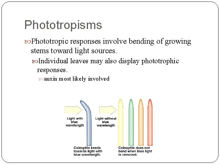 Phototropisms Phototropic responses involve bending of growing stems toward light sources. Individual leaves may