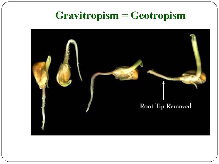 Gravitropism = Geotropism 