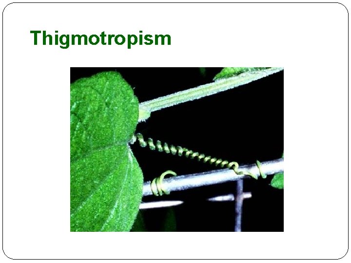 Thigmotropism 