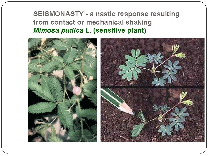 SEISMONASTY - a nastic response resulting from contact or mechanical shaking Mimosa pudica L.