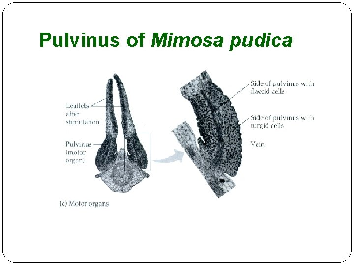 Pulvinus of Mimosa pudica 