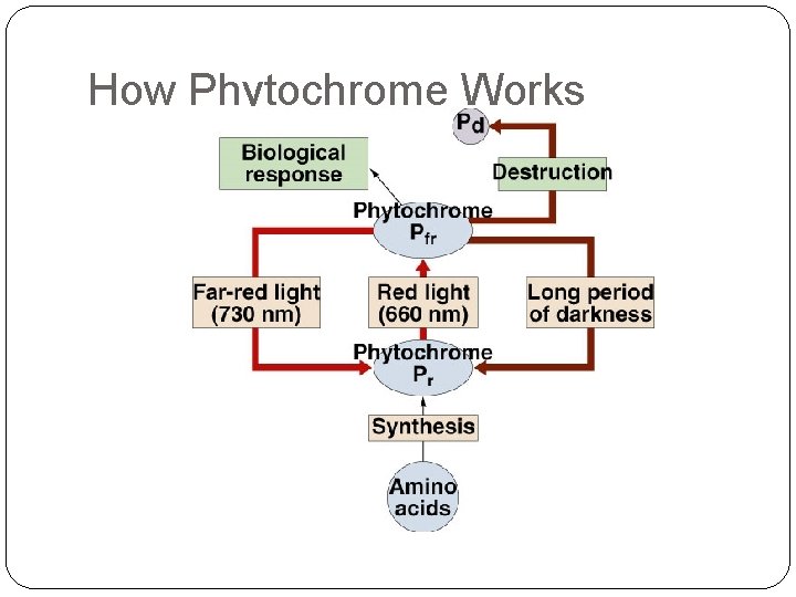 How Phytochrome Works 