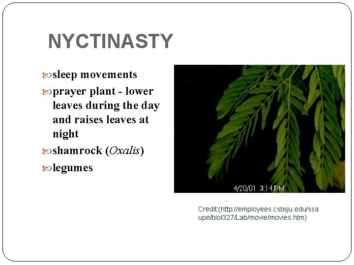 NYCTINASTY sleep movements prayer plant - lower leaves during the day and raises leaves