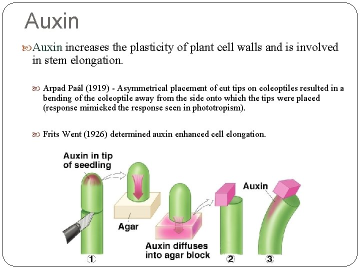 Auxin increases the plasticity of plant cell walls and is involved in stem elongation.